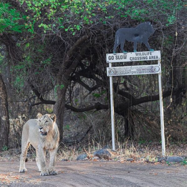 Responsible Driving in Animal Crossing Zones: A Lesson from the Asiatic Lion by Wildlife Photographer Dr. Karim Kadiwar