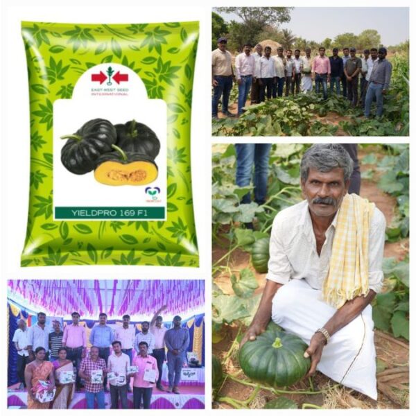 East-West Seed India Launches High-Yielding Hybrid Pumpkin, Yieldpro 169, Promising More Prosperity For Smallholder Farmers