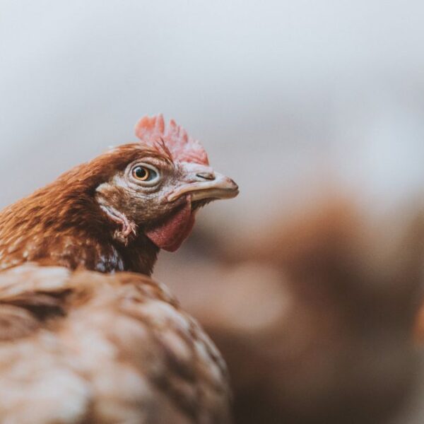 Indian food companies take consistent steps to end animal cruelty